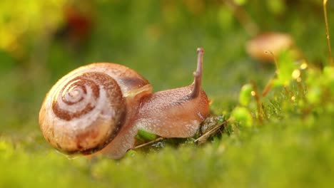 Close-up of a snail slowly creeping in the sunset sunlight.