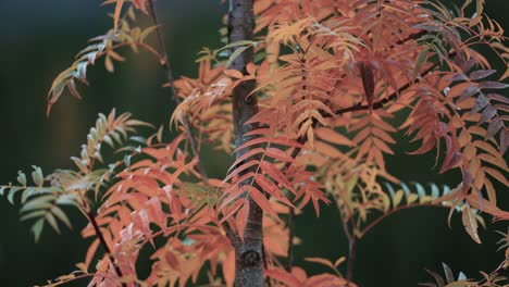 a close-up of the rowan tree branches on the dark background