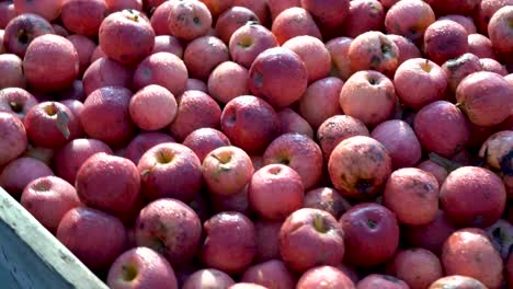 primer plano con la cámara girando justo encima de un contenedor lleno de manzanas rojas maduras, podridas y sudorosas a la luz de la mañana