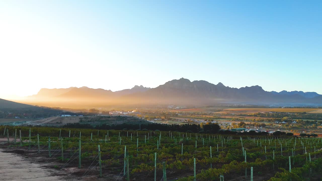 The drone ascends vertically through vineyard rows as dawn breaks, transforming into a breathtaking heavenly view of endless vines radiating golden light toward the landscape
