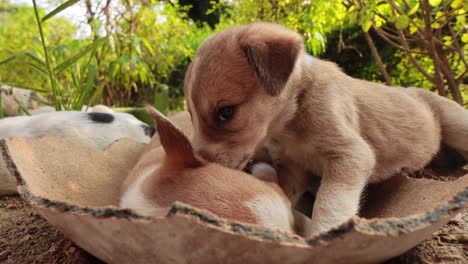 homeless puppies on the streets of the city.