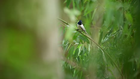 papamoscas del paraíso indio en el bosque