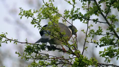 Una-Sola-Paloma-Torcaz-Sentada-En-Lo-Alto-De-Un-árbol-Sicomoro,-Acicalándose,-Limpiando-Sus-Plumas