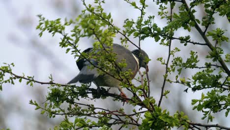 una sola paloma silvestre sentada en lo alto de un sicómoro, limpiándose, limpiando sus plumas