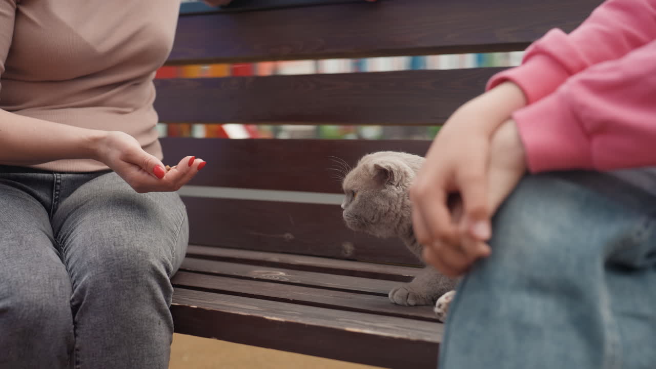 Lady Shares Snack, Child Observes Woman Giving Treat To Cat, Serene Scene Of Woman Offering Snack To Calm Feline In Park, Peaceful Urban Setting Where Woman Shares Snack With Tranquil Cat On Bench
