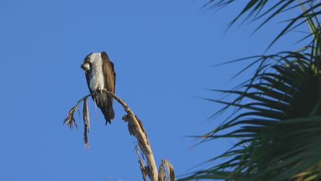 osprey grooming self long shot perched slow motion