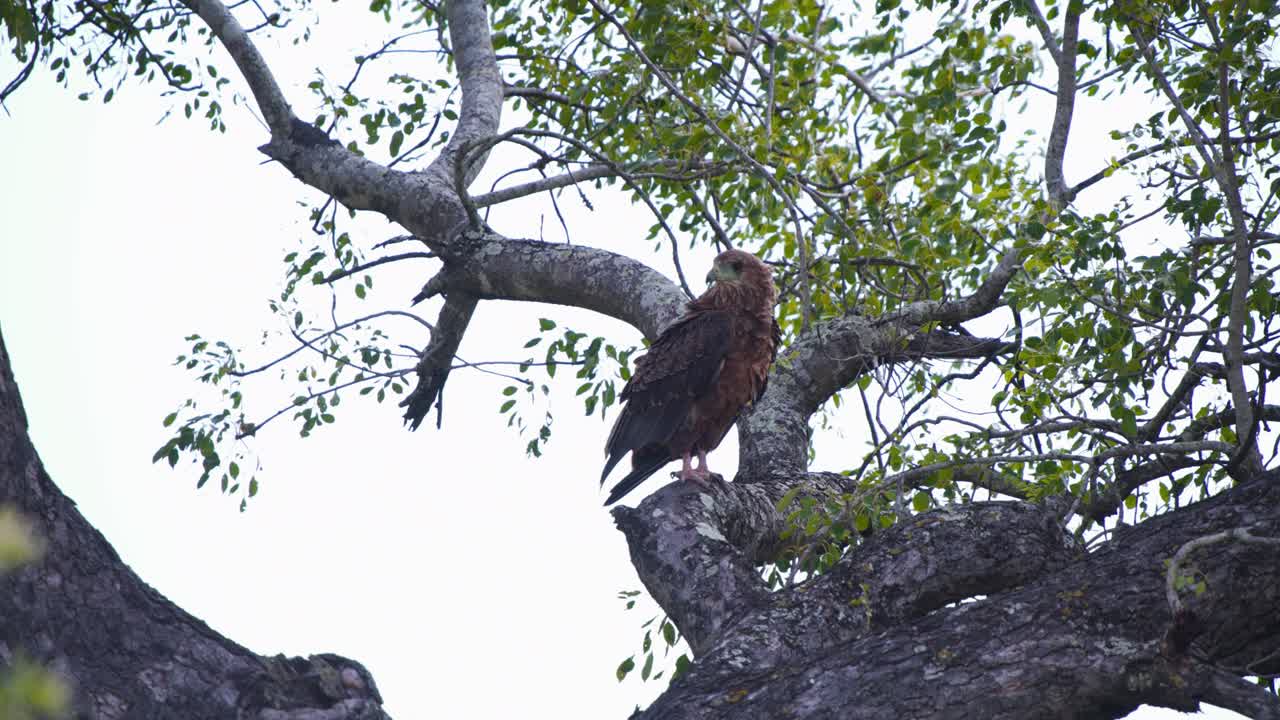águila de la estepa pájaro de rapiña encaramado en un árbol y mirando a su alrededor, áfrica