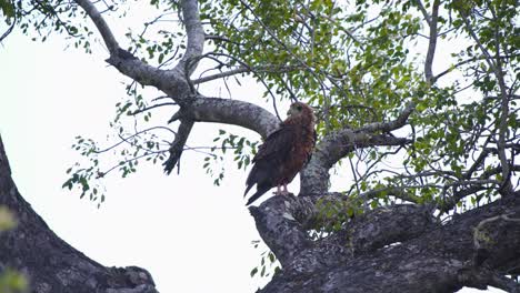 steppe eagle bird of prey perched in tree and looking around, africa