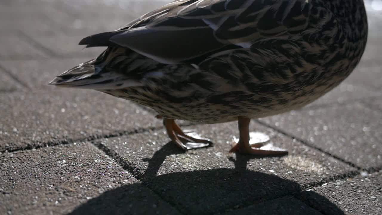 콘크리트 포장 도로에서 물갈퀴가 달린 발로 어색하게 걷는 청둥오리 - 클로즈업 샷
