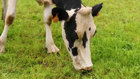 Dairy-Cow-Eating-Grass-In-The-Pasture-In-Azores,-Terceira-Island,-Portugal