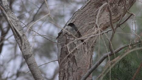 A-Sardinian-Warbler-in-a-bush-on-Gran-Canaria