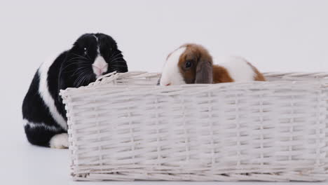 Studio-Shot-Of-Two-Miniature-Flop-Eared-Rabbits-Sitting-In-Basket-Bed-Together-On-White-Background