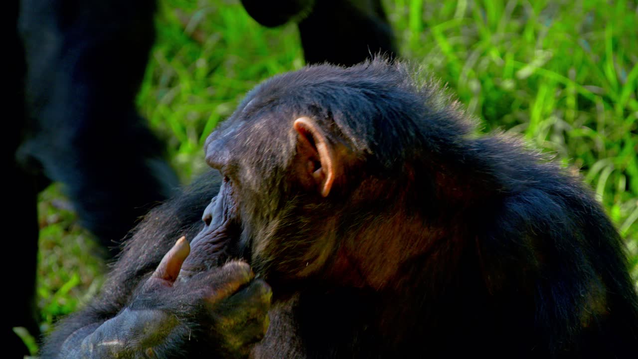chimpancés africanos cuidados por otro chimpancé en las selvas de uganda, en el sur de áfrica.