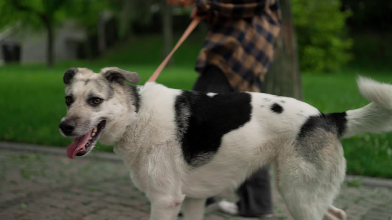 primer plano de un perro mascota en un paseo con su dueño caminando por un callejón en el parque en el verano
