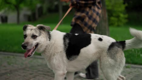 primer plano de un perro mascota en un paseo con su dueño caminando por un callejón en el parque en el verano