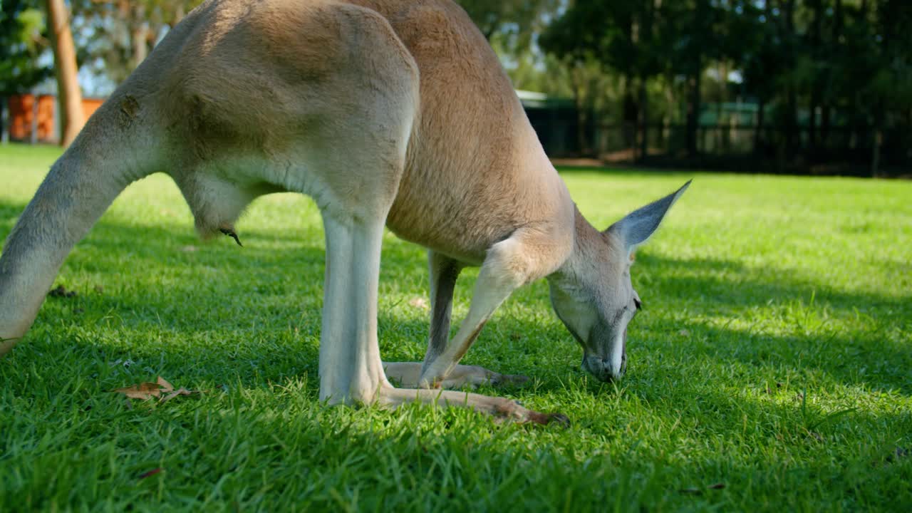 Closeup View Of A Red-necked Wallaby Searching For Food On The Lush Grass At Lone Pine Koala Sanctuary In Brisbane, Queensland - Slow Motion