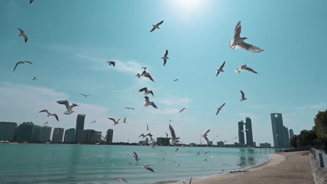migratory birds soar over the sea with the abu dhabi skyline as their backdrop in the united arab emirates