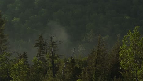 seguimiento de tomas aéreas a través de la línea de árboles de un bosque denso con niebla