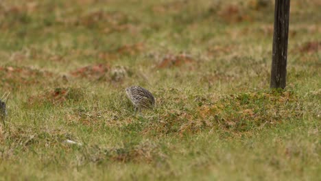 eurasian curlew moves through tall grass in norway, hunting, foraging for food and insects.