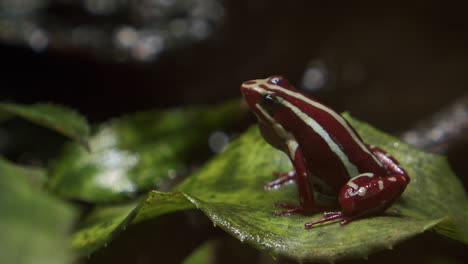 anthony poison arrow frog with vocal sac