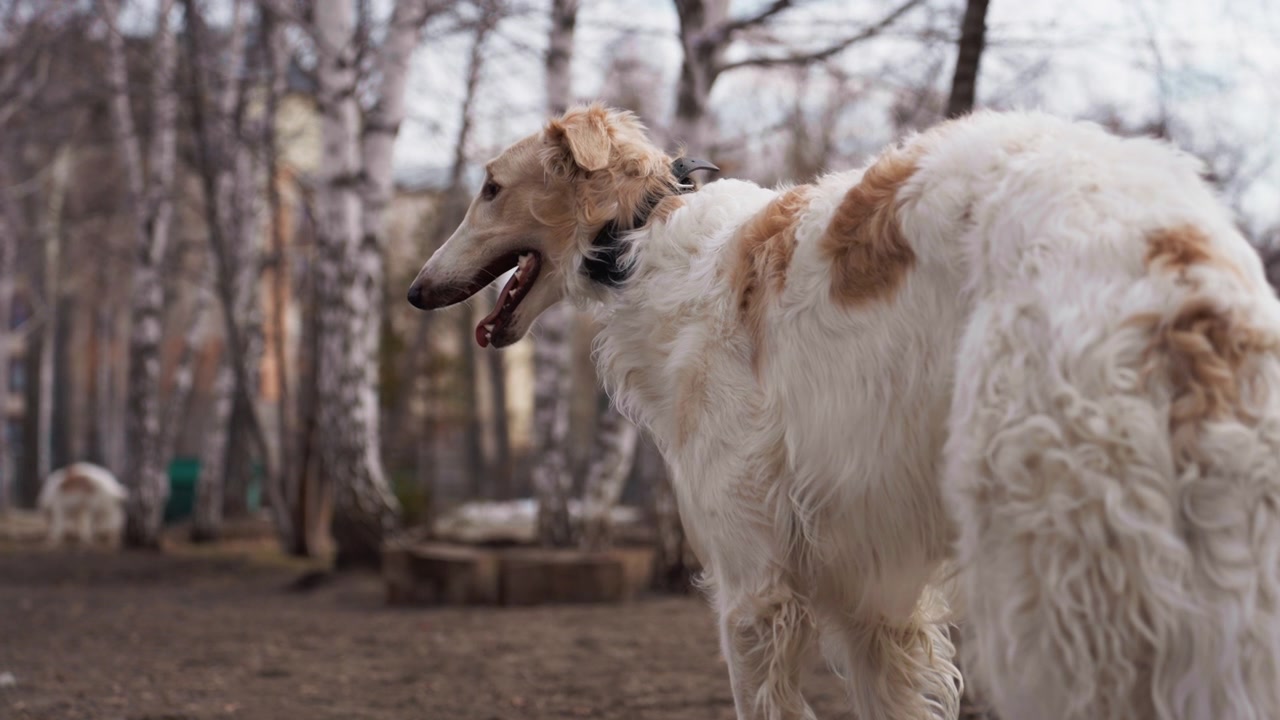 Cane bianco e marrone con pelo lungo si muove nel parco allontanandosi dalla fotocamera. Lo sfondo presenta alberi senza foglie e un altro cane più piccolo di colore chiaro seduto in lontananza. Morbido.