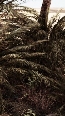 palmeras del desierto