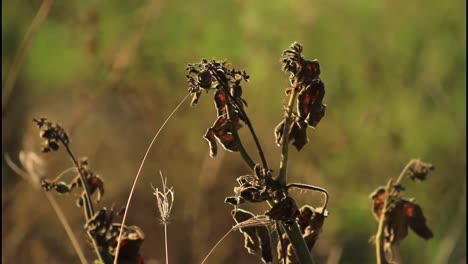 dried plants in a field