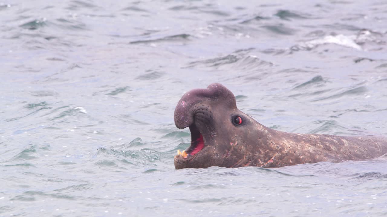Closeup of the Beach Master Dominant Male Elephant Seal calling from the water in slow motion as the waves flow by