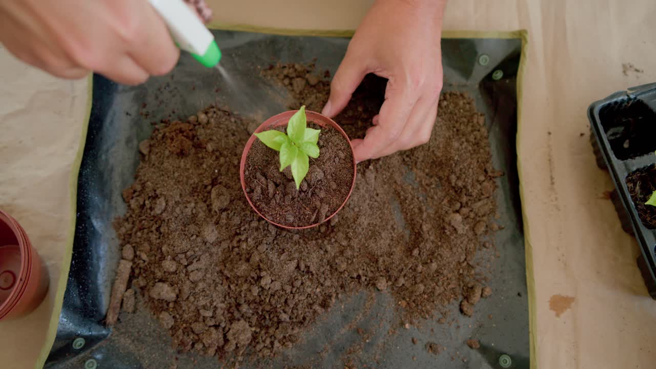 Med en jordhög på en matta planterar en ickebinär trädgårdsmästare om en fröplanta, skopar jord och fuktar med en sprayflaska.