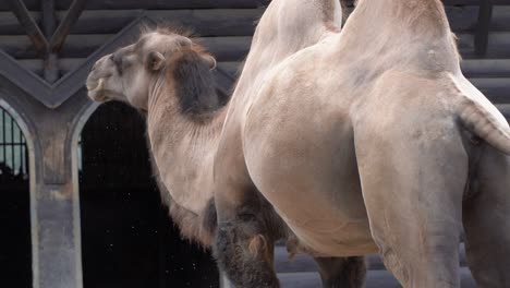 Stern-closeup-view-of-the-Bactrian-or-Mongolian-camel-standing-in-front-of-brown-building-and-shaking-dust-of-his-body