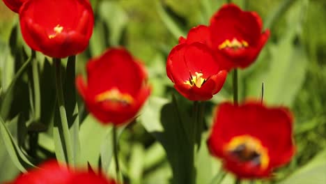 Tulipán-Abierto-Sobre-Un-Fondo-Verde-En-Cámara-Lenta