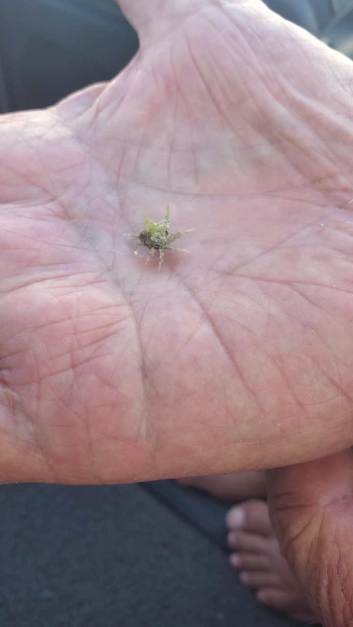 Piccolo granchio marino appoggiato su una mano umana
