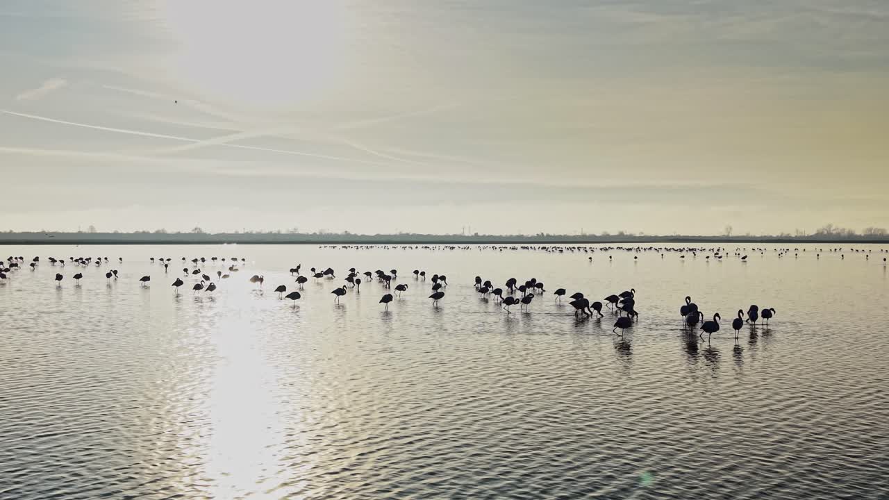 Flamingos gathered in shallow water during sunset near a quiet shore