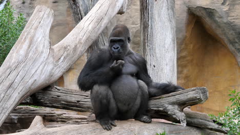 calm and watchful gorilla sitting in zoo. static