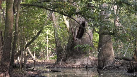 Holes-or-large-cavities-in-living-old-bald-cypress-trees