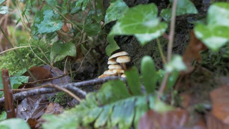 velvet shank  mushroom growing in irish woodland