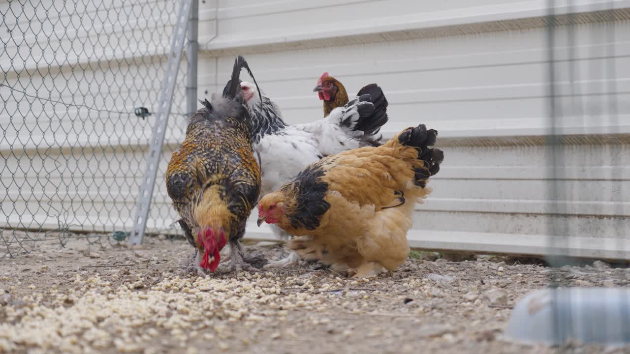 Free-range chickens in a fenced area pecking at feed on the ground