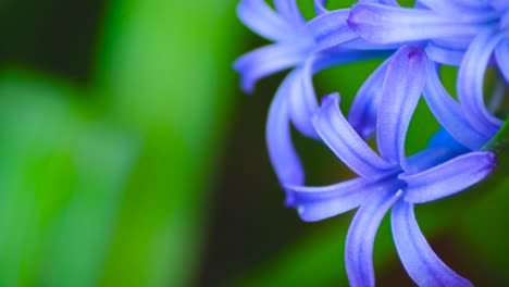 purple hyacinth slow motion shot