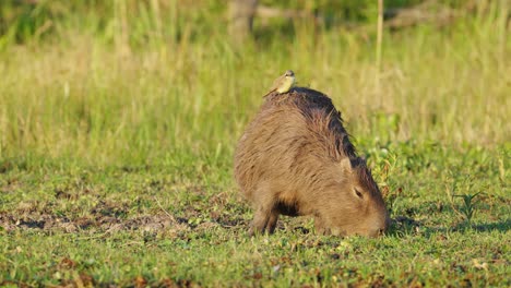 Tirano-De-Ganado-Esponjoso,-Machetornis-Rixosa-Cabalgando-Sobre-Una-Caypara-Embarazada-Mojada,-Hydrochoerus-Hydrochaeris,-Ocupado-Comiendo-La-Hierba-En-La-Orilla-Del-Río-En-Pantanal-Brasil