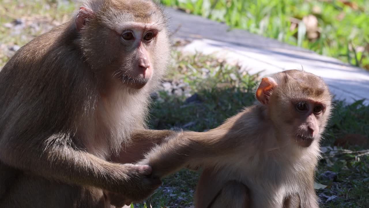 Adult macaque gently grooms juvenile’s arm outdoors, natural daylight, steady camera, tranquil mood