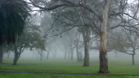 zonas verdes llenas de niebla brumosa en una mañana fría