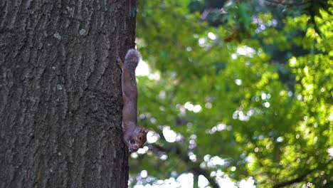 Squirrel-on-tree-in-park-nibbles-a-nut,-in-natural-environment