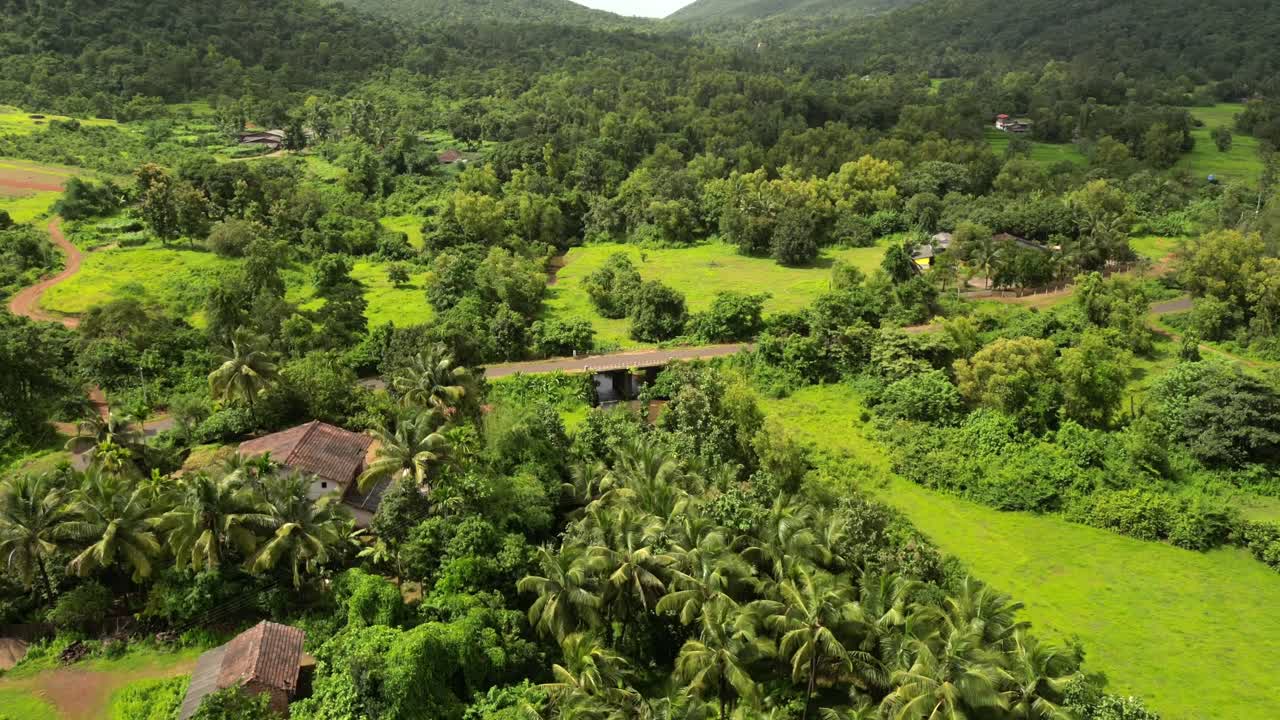 vista del bosque de vegetación con hiperlapso del dron