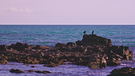 cormorants at the ocean rocks during sunset with a clear sky