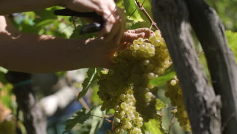 harvesting grapes