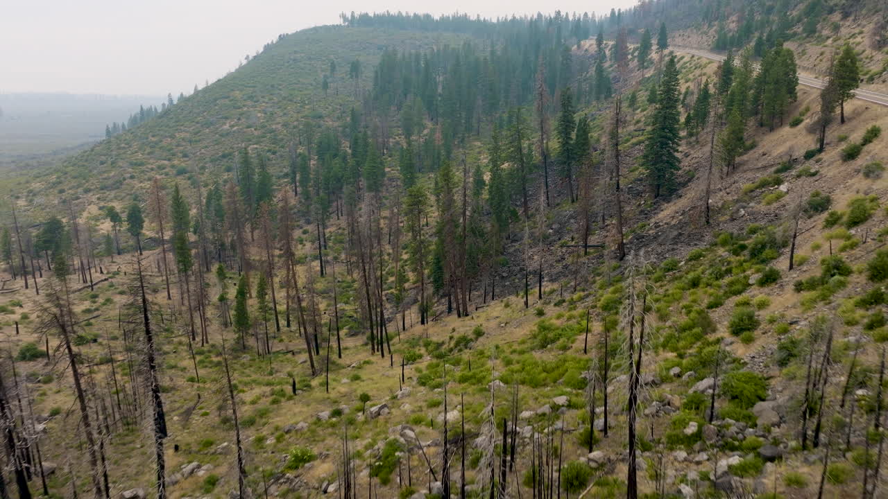 Post-Wildfire Landscape with Burnt Trees and Highway