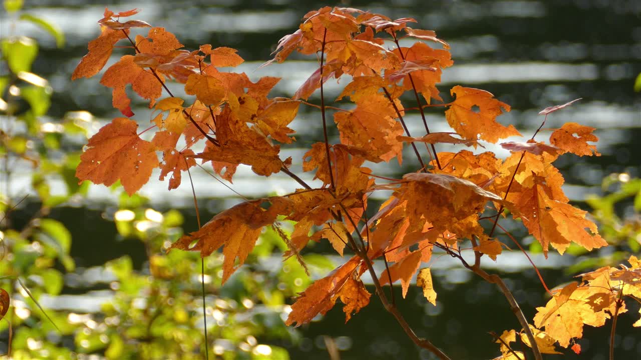 Swaying Maple Leaves In Autumn Colors With Flowing River In Defocused Background