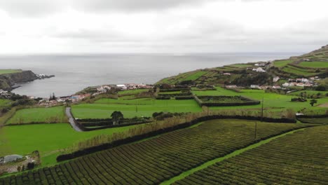 gorreana tea plantation near the atlantic coast in s