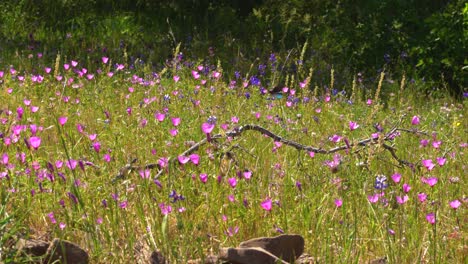 Sky-lupine-butterfly-fluttering-around-pollinating-the-California-Pipevine-wildflowers-and-flying-around-a-branch-on-a-mountainside-grassy-hill-with-rocks-in-the-foreground-on-a-bright-sunny-day