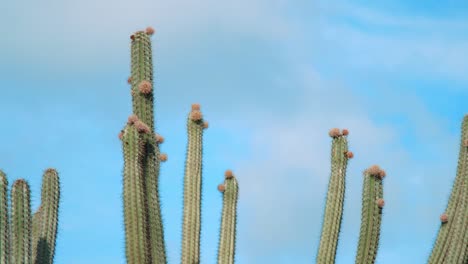 Tall-cacti-with-fuzzy-bumps-swaying-in-wind-with-blue-sky-background-in-Curacao